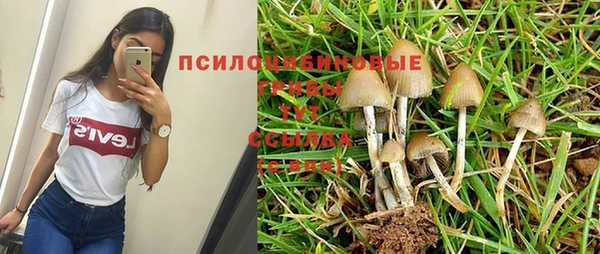 прущие крисы Бородино